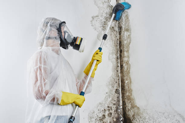 Best Residential Mold Remediation in Okeechobee, FL