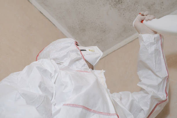 Best Attic Mold Remediation in Okeechobee, FL