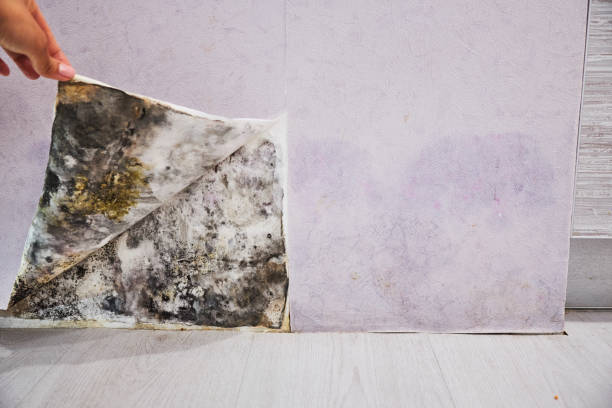 Best DIY Mold Remediation Support Services in Okeechobee, FL